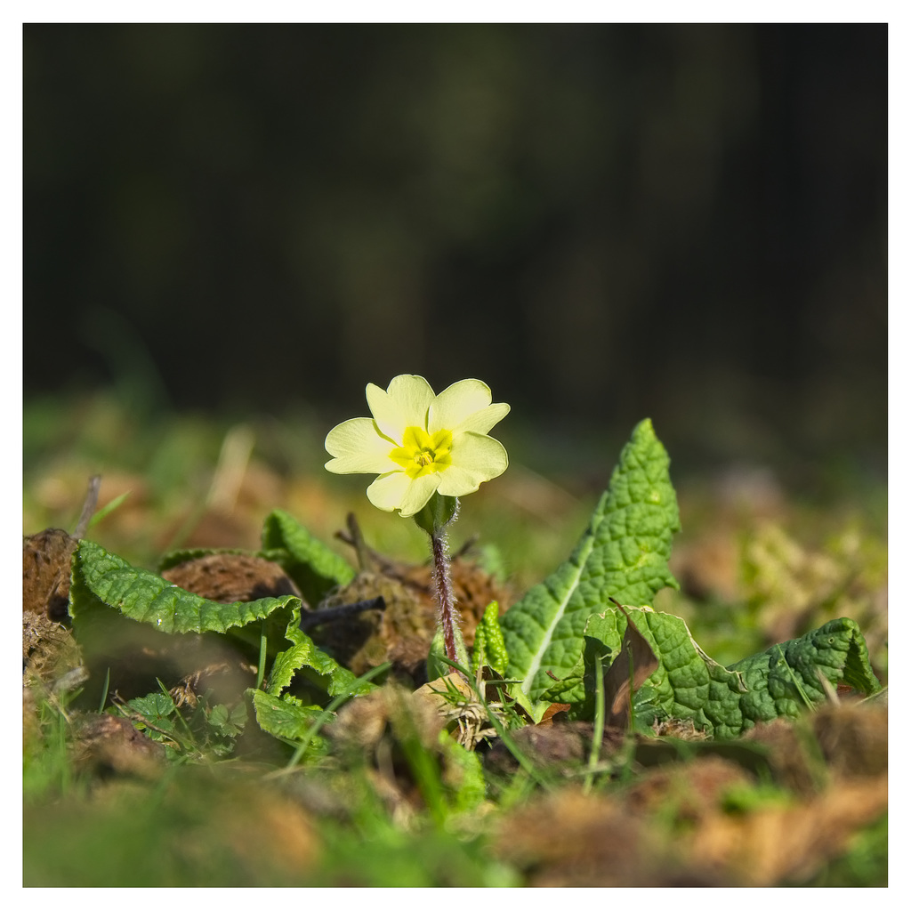 Wild Primrose