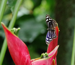 Mexican Bluewing