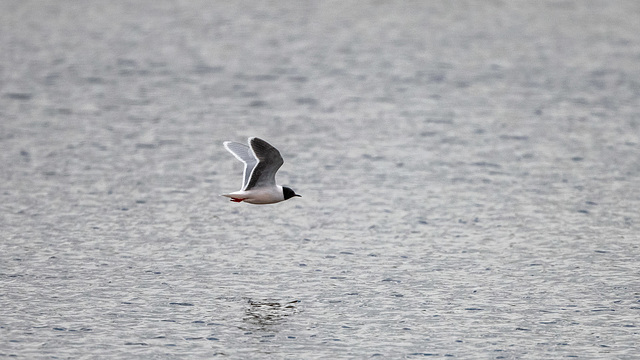 Little gull