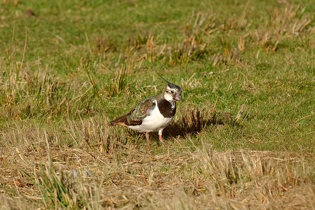 Lapwing