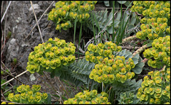 Euphorbia myrsinites 3