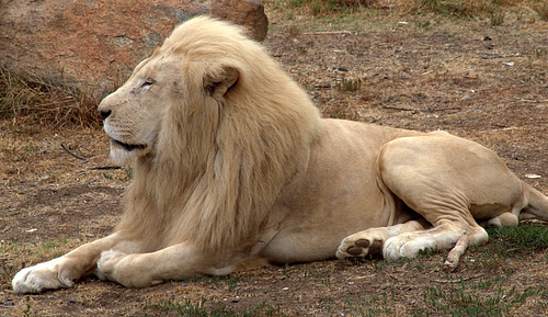White Lion at The National Zoo