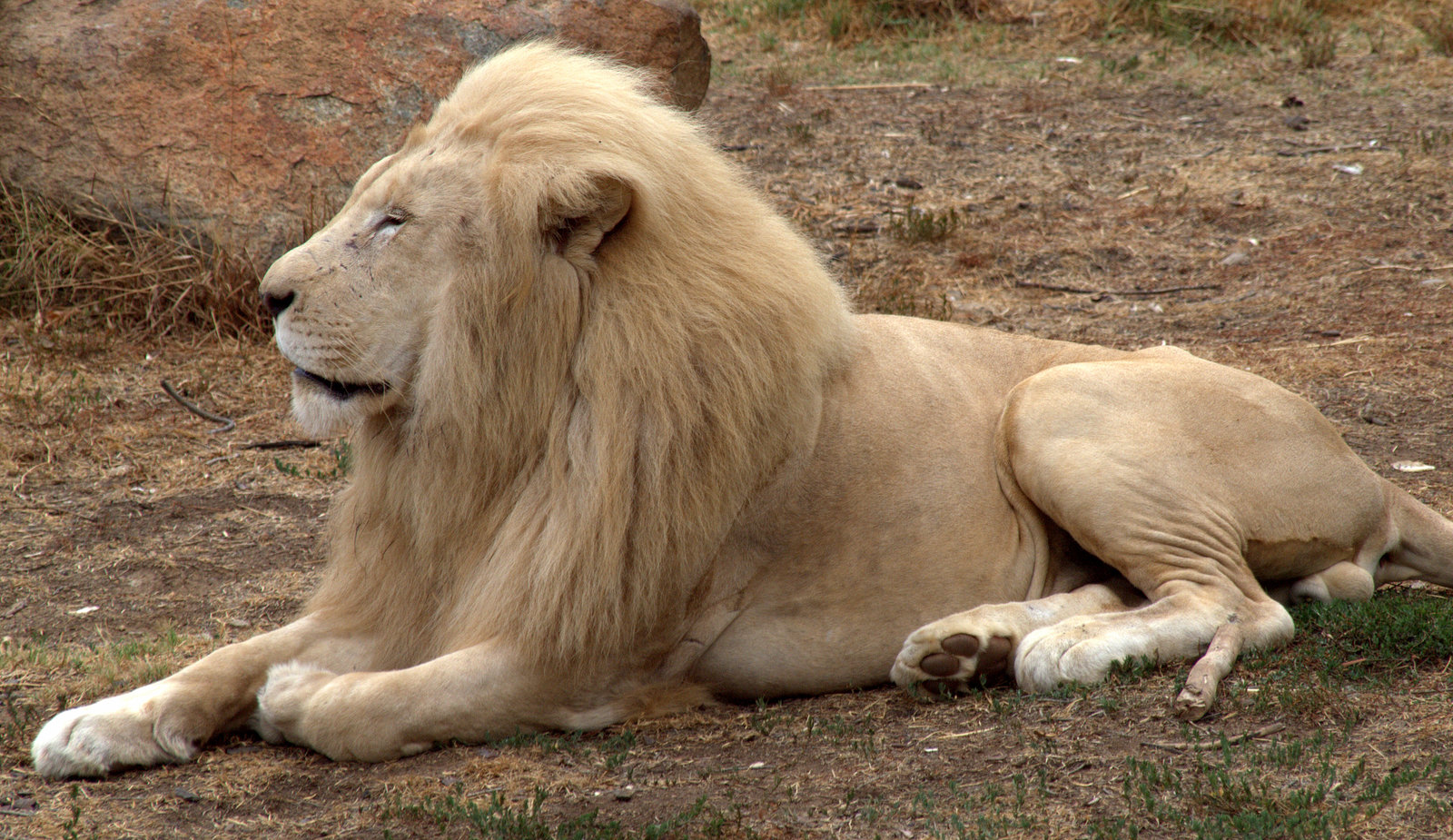 White Lion at The National Zoo