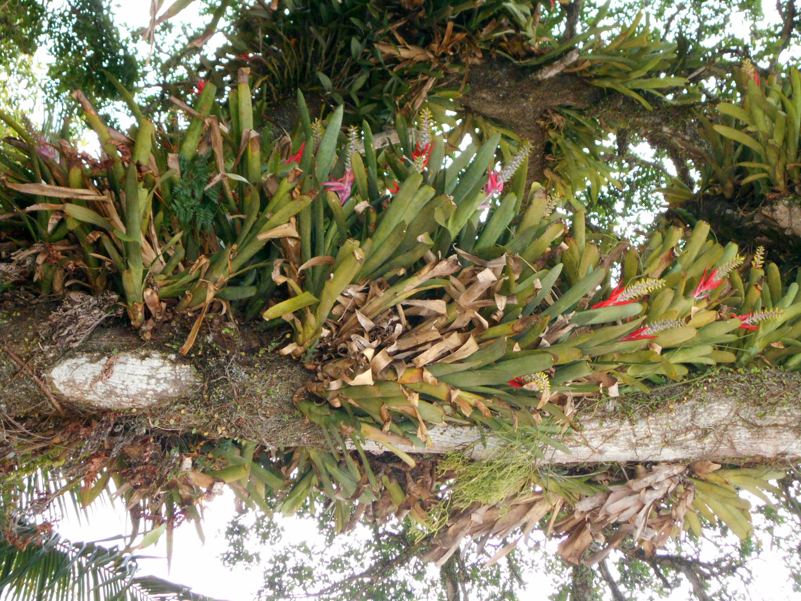 DSCN1184 - Aechmea nudicaulis, Bromeliaceae, sobre Figueira-mata-pau