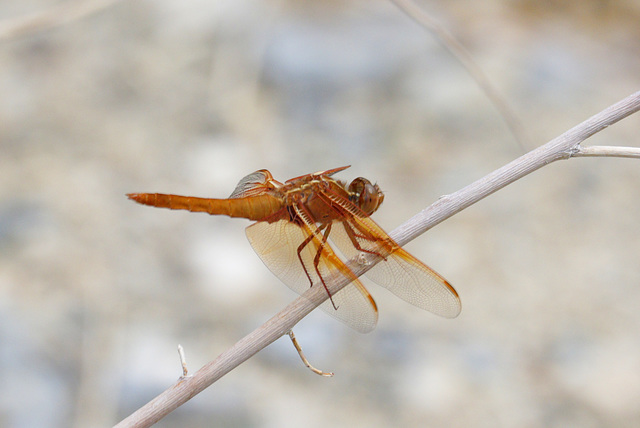 Flame Skimmer