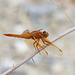 Flame Skimmer