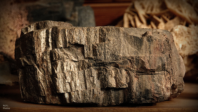 Bois fossile , (pour changer des oiseaux...)