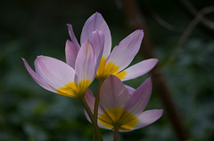 mon petit jardin