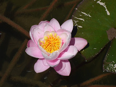 Flor de loto 2