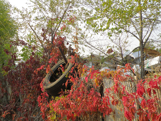 Fall Color - 2nd Avenue, Longmont