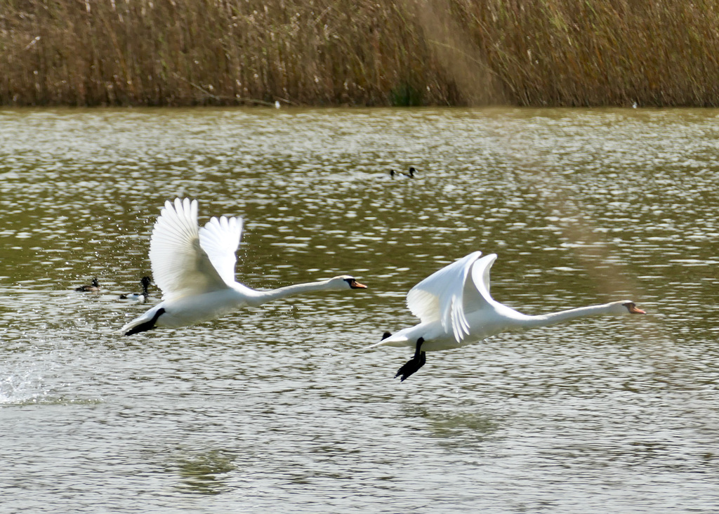Wie Pfeile fliegen die Schwäne über das Wasser