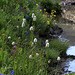 Wildflowers at Cathedral Lake