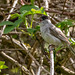 Blackcap