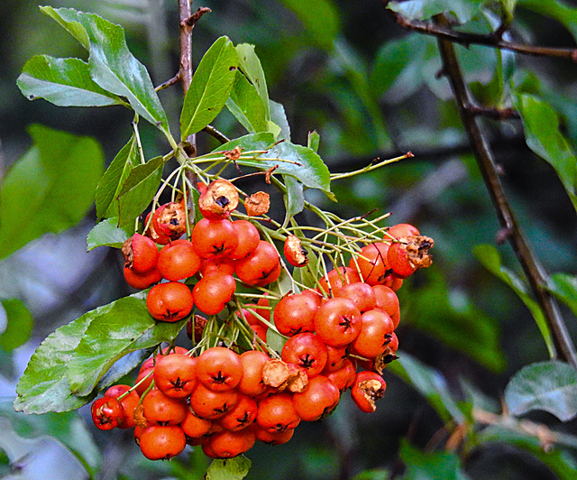 20221028 1922CPw [D~LIP] Mittelmeer-FEUERDORN (Pyracantha coccinea), Bad Salzuflen