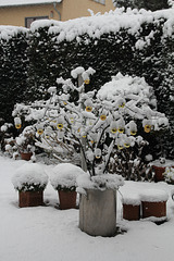 Wintergarten