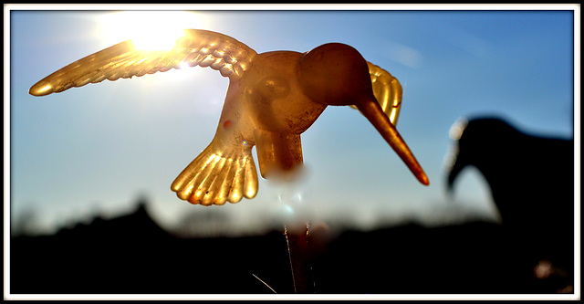 Humming bird feeds the raven