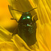 IMG 1656 Beetle-1