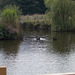 hpc[25] - black swans