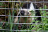 Neugieriger Tamandua (Zoo Zürich)