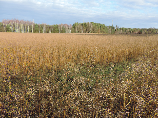 Zwischen Sperenberg und Kummersdorf Ort