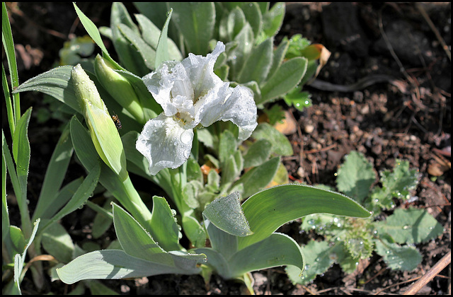 Iris nain blanc (2)