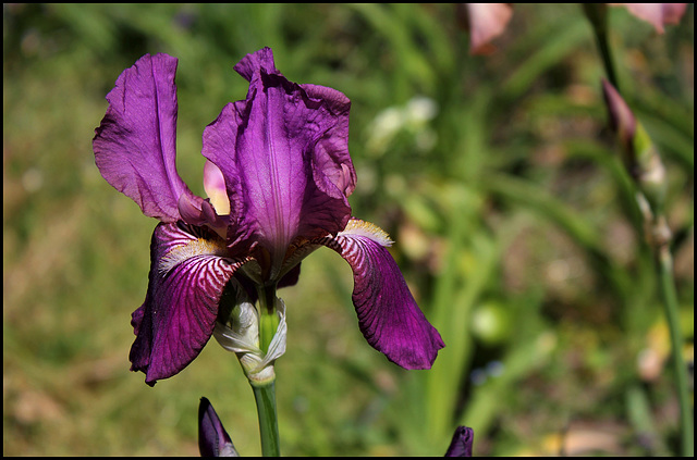 Iris Imperator (2)