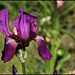 Iris Imperator (2)
