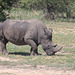 Full Size Rhino