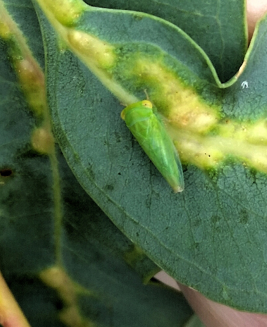 Leaf beast