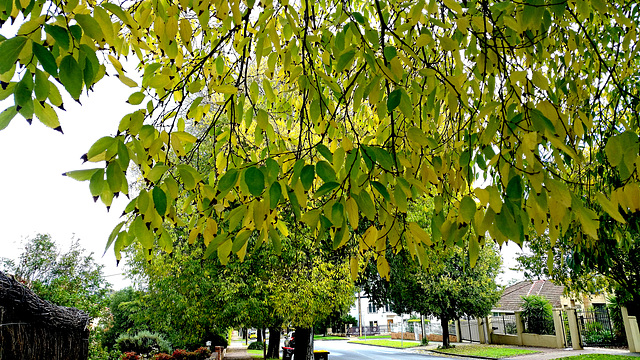 Street tree autumn
