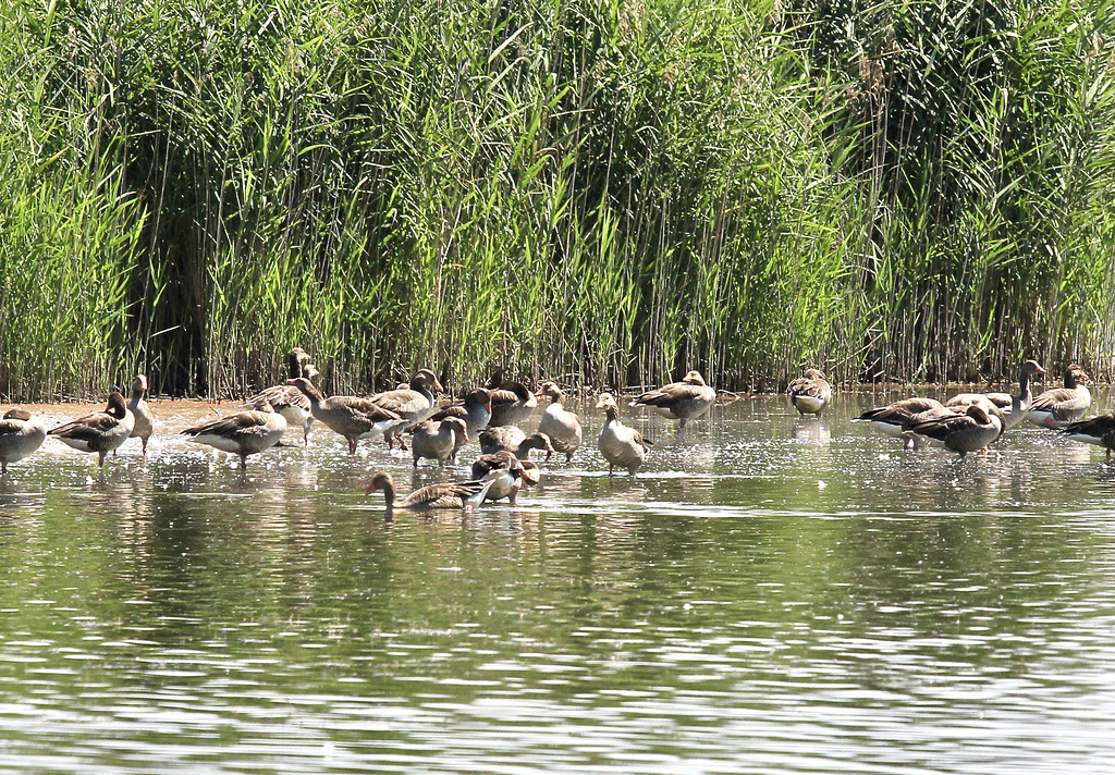 Leben auf dem Weiher (Graugänse)