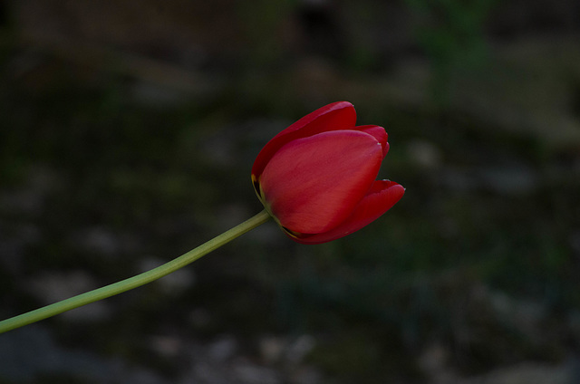 mon petit jardin