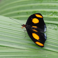 Stoplight Catone (male)