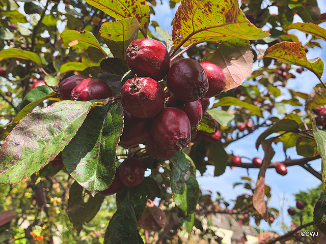 Crab apples