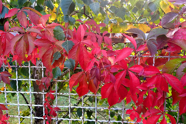 Fall over the fence