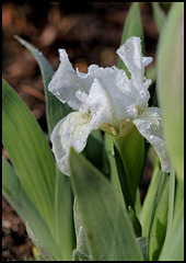 iris nain blanc