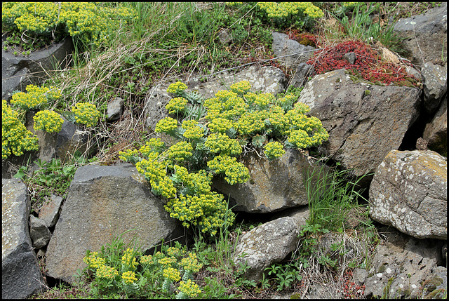 Euphorbia myrsinites