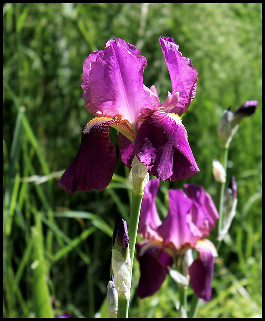 Iris Imperator