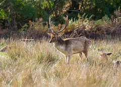 Fallow Stag d