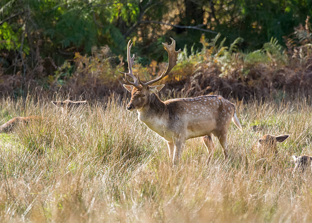 Fallow Stag d