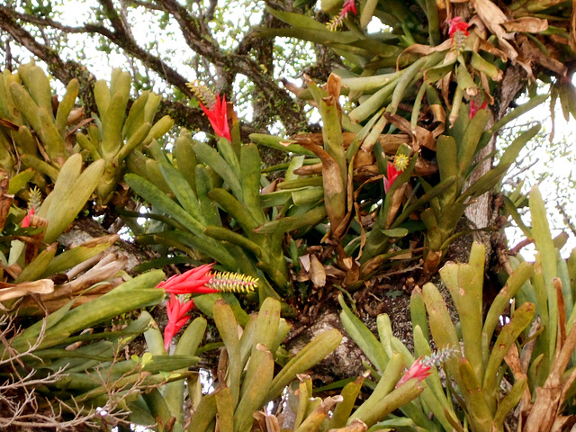 DSCN1186 - Aechmea nudicaulis, Bromeliaceae, sobre Figueira-mata-pau