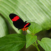 Postman butterfly, on way to Brasso Seco, Trinidad