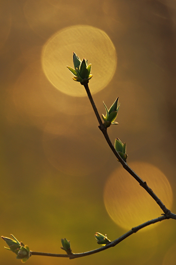 Flieder-Bokeh