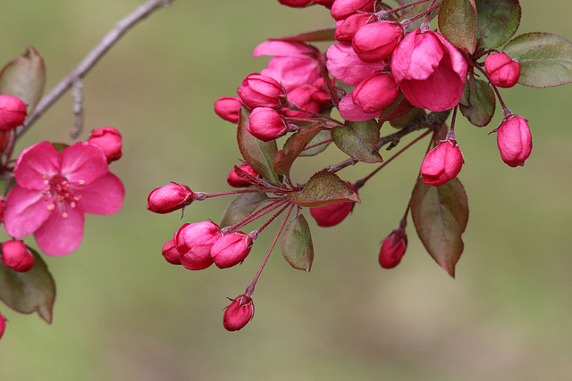 Crabapple buds