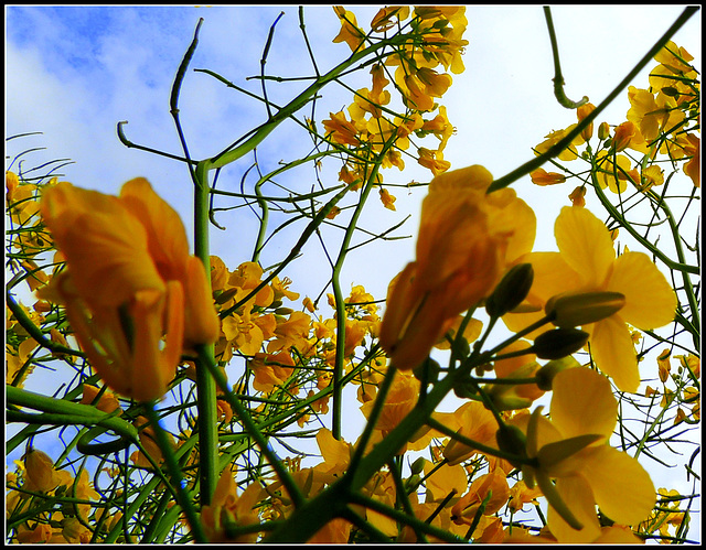 Brassica Napus (koolzaad)