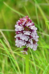 P1370600- Orchis pourpre (Orchis purpurea) - Hauts de Chalabre.  04 mai 2021