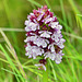 P1370600- Orchis pourpre (Orchis purpurea) - Hauts de Chalabre.  04 mai 2021