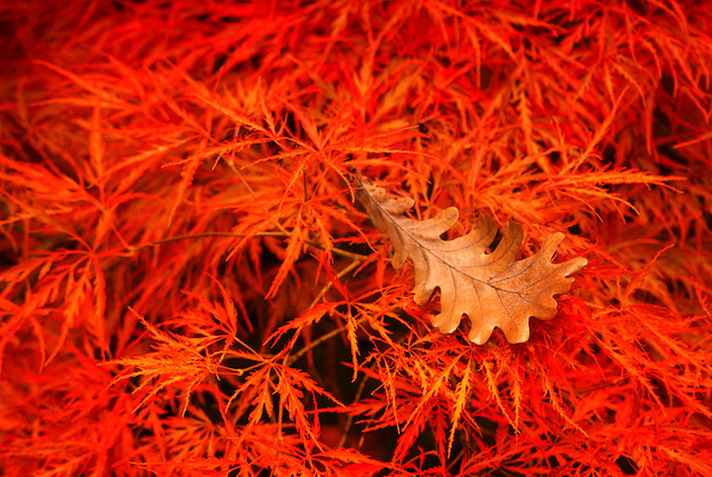 Hoja de Otoño