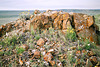 fractured rock andwildflowers