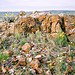 fractured rock andwildflowers